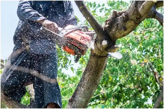 tree services Dulles Town Center